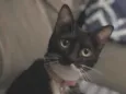 Mima