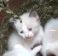 Simba