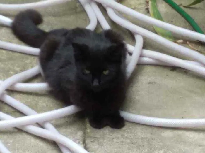 Gato ra a  idade 2 a 6 meses nome Pantera 