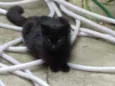 Pantera