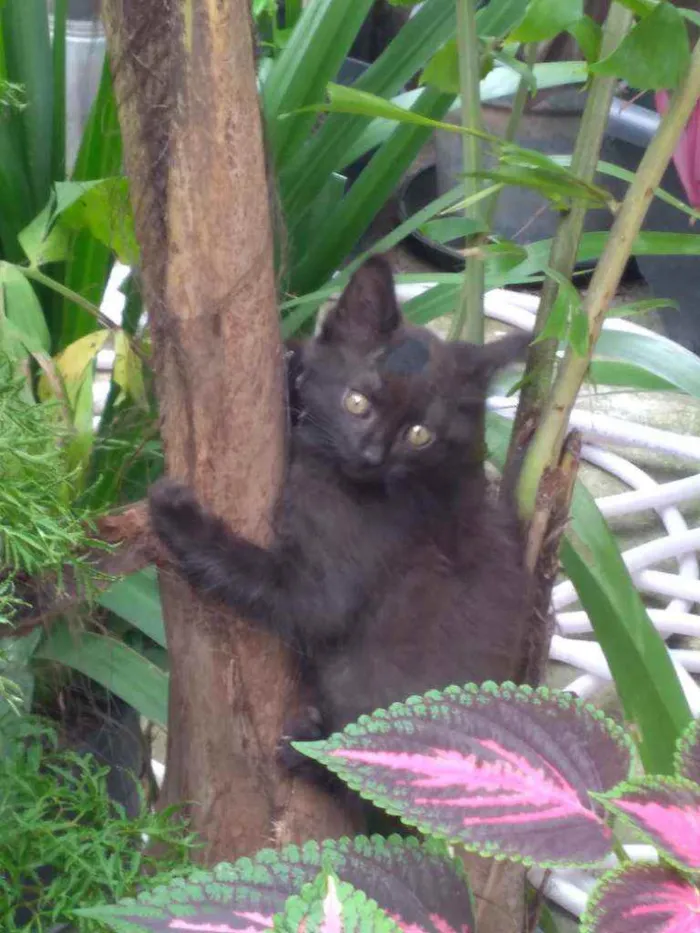 Gato ra a  idade 2 a 6 meses nome Pantera 