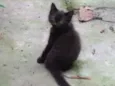 Pantera