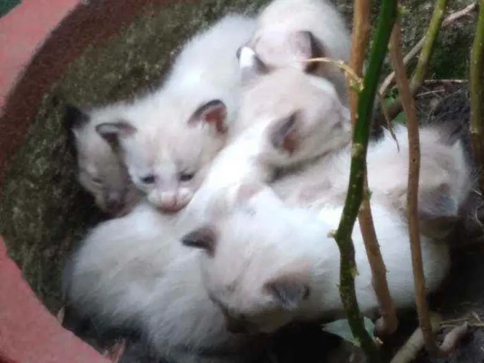 Gato ra a siamês  idade Abaixo de 2 meses nome Simba 