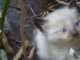 Simba 
