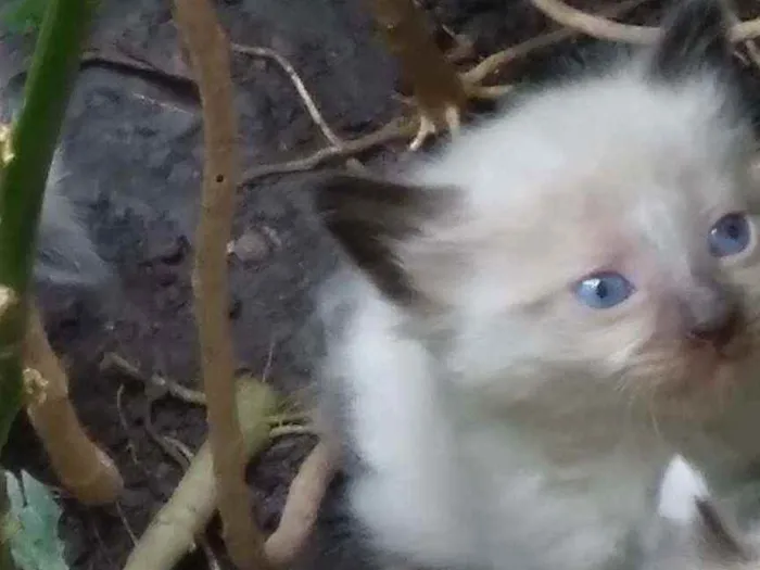 Gato ra a siamês  idade Abaixo de 2 meses nome Simba 