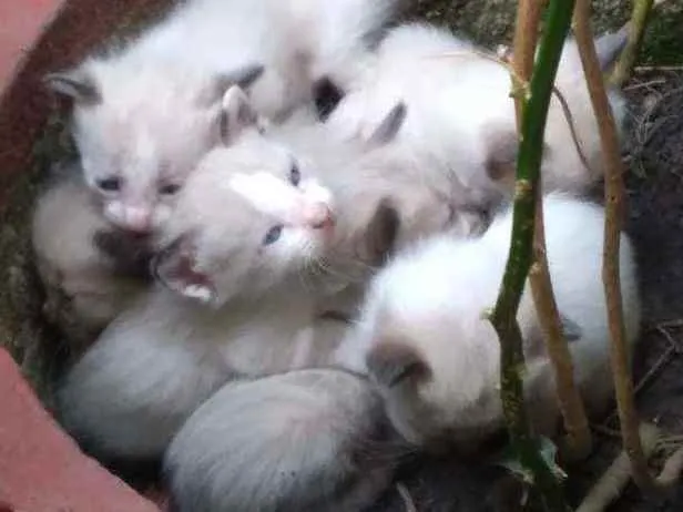 Gato ra a siamês  idade Abaixo de 2 meses nome Simba 