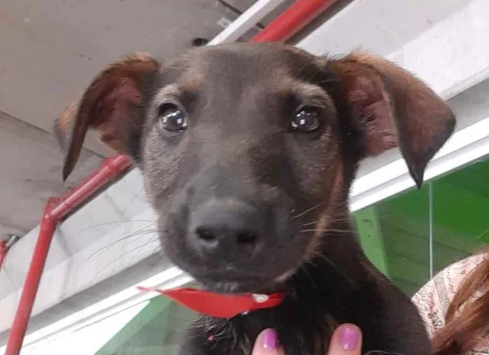 Cachorro ra a SRD idade 2 a 6 meses nome Bebê 