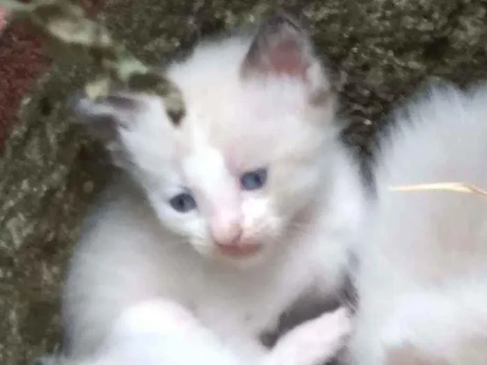 Gato ra a siamês  idade Abaixo de 2 meses nome Simba 