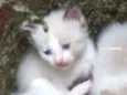 Simba