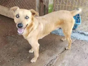 Cachorro raça SRD-ViraLata idade 3 anos nome Marlin