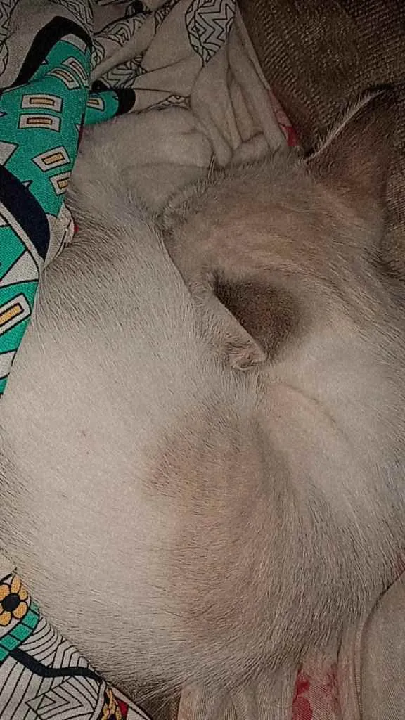 Gato ra a  idade Abaixo de 2 meses nome Ninho