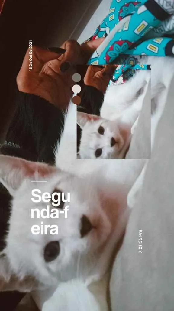 Gato ra a  idade Abaixo de 2 meses nome Ninho