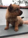 Cachorro raça SRD  idade Abaixo de 2 meses nome Sem nome