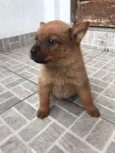 Cachorro raça SRD  idade Abaixo de 2 meses nome Sem nome