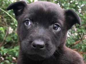 Cachorro raça SRD  idade Abaixo de 2 meses nome Sem nome