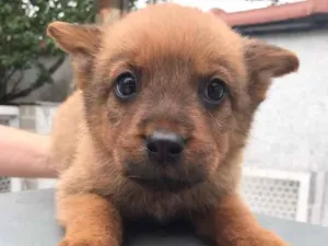 Cachorro raça SRD  idade Abaixo de 2 meses nome Sem nome