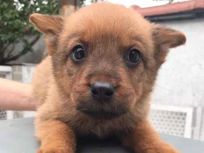 Cachorro raça SRD  idade Abaixo de 2 meses nome Sem nome