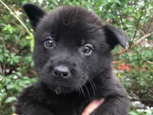 Cachorro raça SRD idade  nome Sem Nome