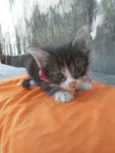 Fofito