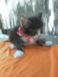 Fofito