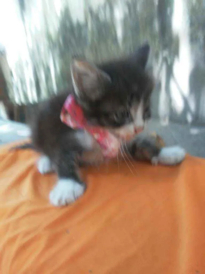 Gato ra a Comum idade 2 a 6 meses nome Fofito