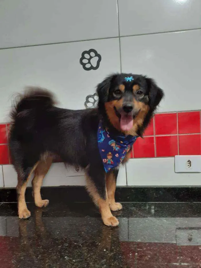 Cachorro ra a SRD idade 1 ano nome Sheik