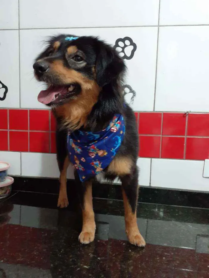Cachorro ra a SRD idade 1 ano nome Sheik