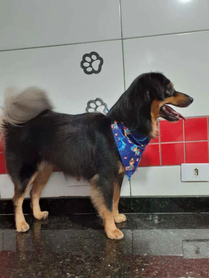 Cachorro ra a SRD idade 1 ano nome Sheik