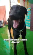 Cachorro raça SRD-ViraLata idade 7 a 11 meses nome ATENA