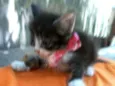 Fofito