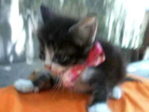 Gato raça Comum idade 2 a 6 meses nome Fofito