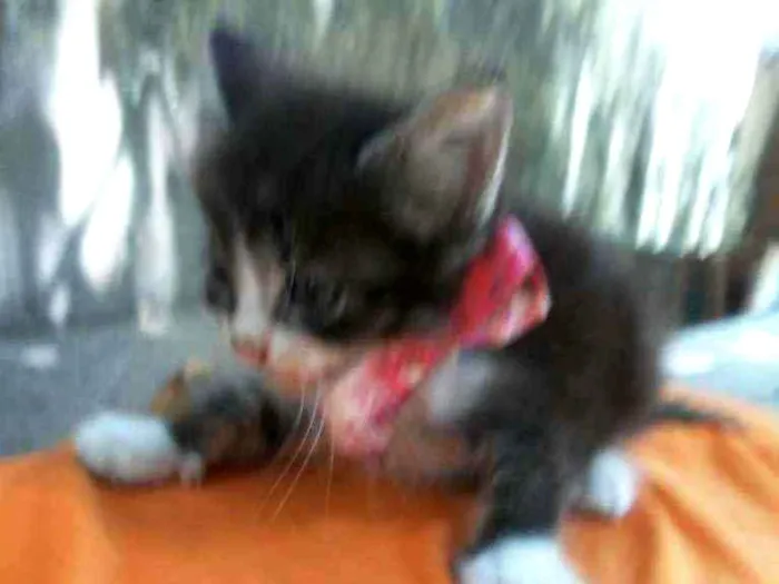 Gato ra a Comum idade 2 a 6 meses nome Fofito