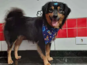 Cachorro raça SRD idade 1 ano nome Sheik