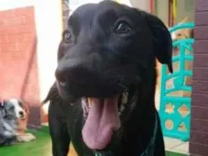 Cachorro raça SRD-ViraLata idade 7 a 11 meses nome ATENA