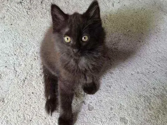 Gato ra a  idade 2 a 6 meses nome Pantera 