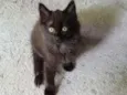 Pantera