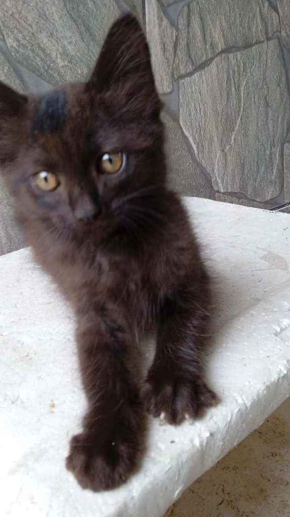 Gato ra a  idade 2 a 6 meses nome Pantera 