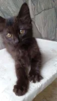 Pantera