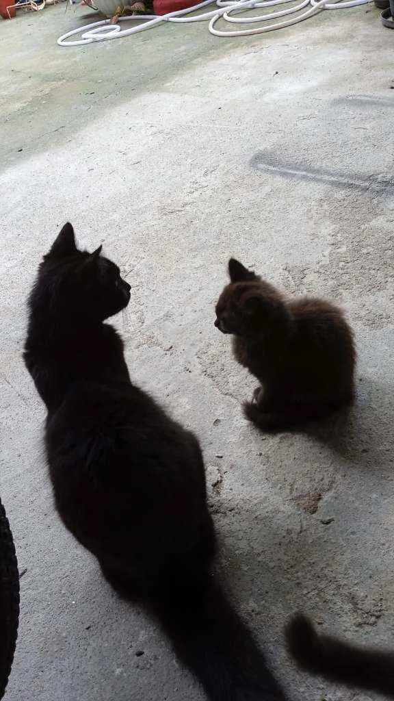 Gato ra a  idade 2 a 6 meses nome Pantera 
