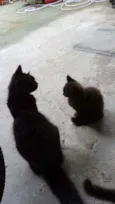 Pantera