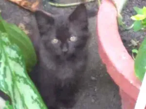 Gato raça  idade 2 a 6 meses nome Pantera 