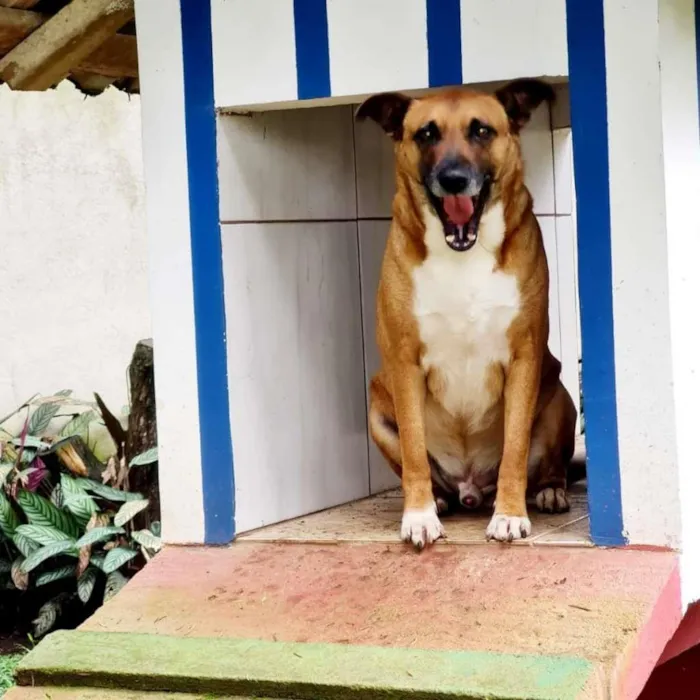 Cachorro ra a SRD-ViraLata idade 4 anos nome BULL
