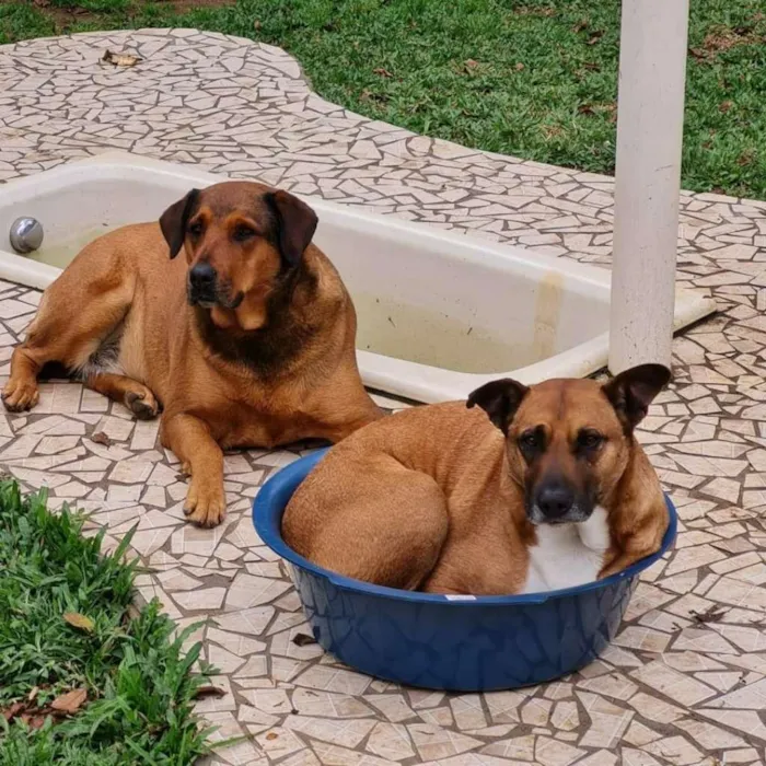 Cachorro ra a SRD-ViraLata idade 4 anos nome BULL