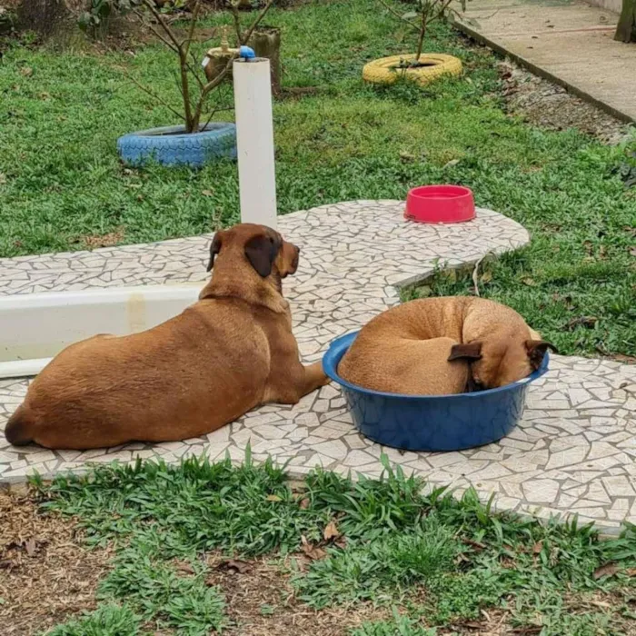Cachorro ra a SRD-ViraLata idade 4 anos nome BULL