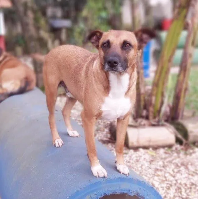 Cachorro ra a SRD-ViraLata idade 4 anos nome BULL