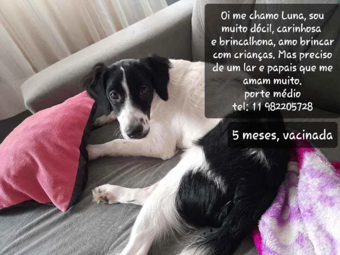 Cachorro ra a SRD idade 2 a 6 meses nome Luna