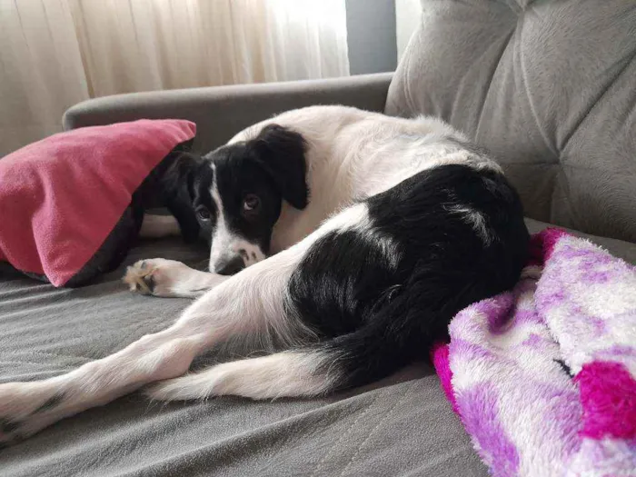 Cachorro ra a SRD idade 2 a 6 meses nome Luna