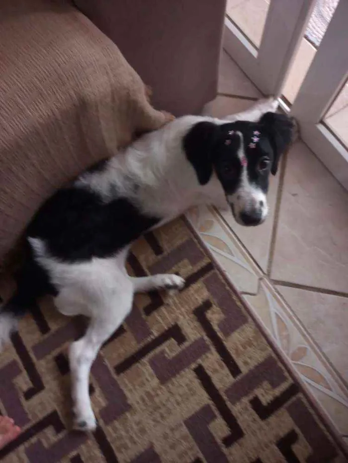 Cachorro ra a SRD idade 2 a 6 meses nome Luna