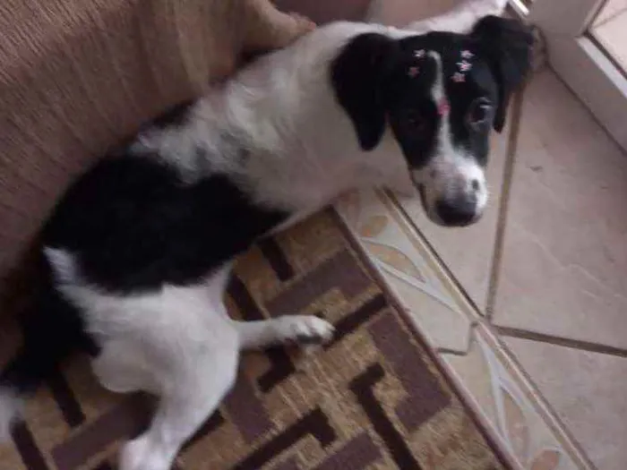 Cachorro ra a SRD idade 2 a 6 meses nome Luna
