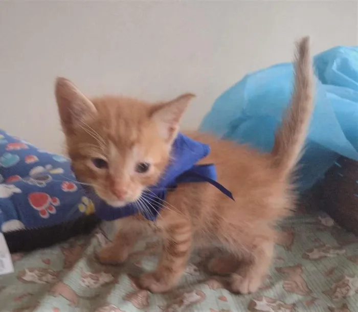 Gato ra a SRD-ViraLata idade Abaixo de 2 meses nome LEK